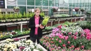 Autumn Bedding Plants | Glebe Garden Centre Leicester