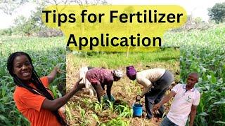 methods of fertilizer application for high yield in maize farming| tips and tricks to apply in Ghana