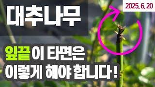 사과대추 - 잎이 타는 이유 #대추나무 잎이 타는 원인과 대책