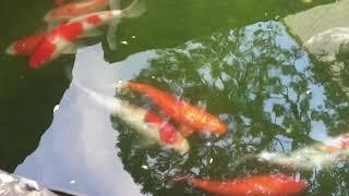 machi町靜態攝影️側耳傾聽來自動物的象徵意義｜與動物自然連結️