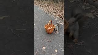 A squirrel and a basket of nuts in Kuzminki Park. Moscow.