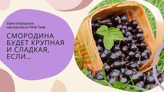 596. А смородина и печка ждут очистки картофеля.