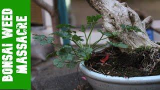 The Great Bonsai Weed Massacre of 4/20/2020 - Timelapse