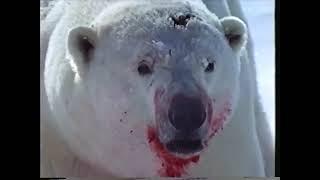 National Geographic Special, Arctic Kingdom - Life at the Edge (1996)