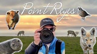 Photographer's Guide to Point Reyes, California: Wildlife and Landscape Photography