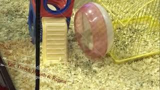 Playing Mouse