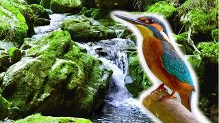 Sound of River & Singing of Birds - Relaxing Nature Sounds