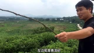 河南信阳毛尖产地寻龙点穴寻到一个逆水龙风水宝地