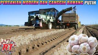 MODERN AND ADVANCED GARLIC AGRICULTURE | HARVESTING MACHINE AGRICULTURAL