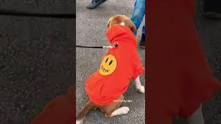 Dog Lovers  | KRR Travel Vlogs Official | #shorts #travel #krrtravelvlogsofficial