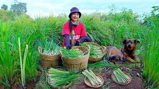 Harvest Lemongrass, Clean It To Sell At The Market, Cook With Lemongrass, Garden, Animal Raise