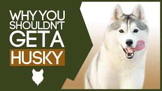 SIBERIAN HUSKY! 5 Reasons Why YOU SHOULDN'T Get a Husky Puppy!