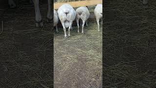 Кормовой стол для дорпера