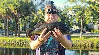 Miami PEACOCK BASS Fishing with Northeastern Largemouth