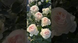 Beautiful Rose Garden  || Beautiful Rose plant.  ||  #myrosegarden #roseflowergarden #nature