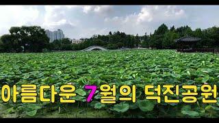 아름다운 7월의 연꽃 전주 덕진공원~