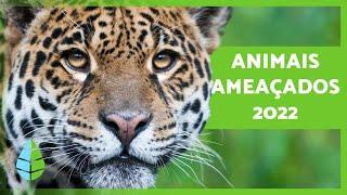 ANIMAIS AMEAÇADOS de EXTINÇÃO 2022 ️ (Top 10)