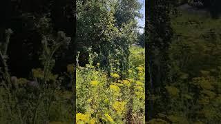 Зарощий огород