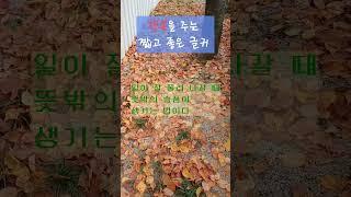 행복을 주는 짧고 좋은 글귀