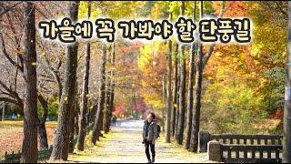 가을에 꼭 가봐야 할 한적한 단풍 산책 코스  / 월악산 국립공원 하늘재 / 이번주 절정 #shorts