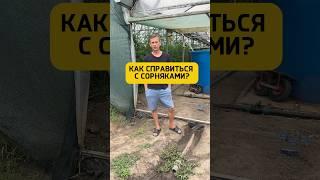 Пропольник ️ Арт Wb: 160573611 #марьянская #теплица #прополка #сорняки