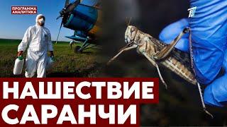 Борьба с саранчой: помогли ли 8 миллиардов?