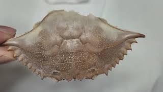 Находки сына на море и в Озон