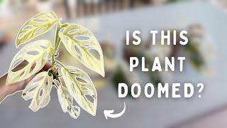 How to Fix Chimeric Variegation or Promote it | Monstera Adansonii Variegata 