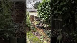 Starting My Kitchen Garden From Scratch!