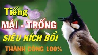 Tiếng CHÀO MÀO MÁI - TRỐNG Kích Bổi Nhanh Sổ Bọng | Luyện Chào Mào Hót Sáng, kích Lửa Chào Mào Bổi