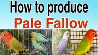 How to produce Green Opline pale Fallow, & , Blue Opline pale Fallow.
