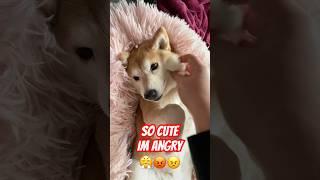 So cute I’m ANGRY (real) #cutenessoverload