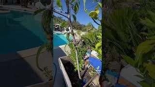 Fuerte  graft took #garden #avocadotree #gardening #fruittree