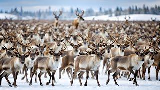 WILD CANADA: THE JOURNEY OF NATURE'S COLOSSI - FULL DOCUMENTARY