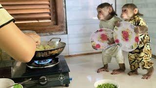 Two smart monkeys help Mom cook