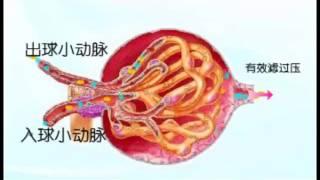 Acupuncture Treatment The Kidney Disease