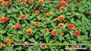 Zinnia 'Zowie! Yellow Flame'