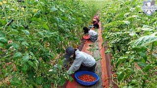 Full of Freshness! Korea Cherry Tomato Farm