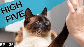 Teaching our Siamese Cat high five (and other tricks)