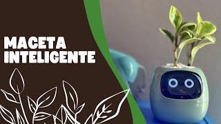 Maceta (tiesto) inteligente PlantsIO Ivy