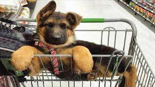 New Funniest & Cutest German Shepherd Videos   Puppy Videos 2024