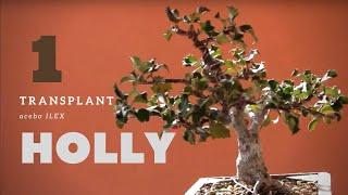  Holly, ilex, acebo. Bonsai #1