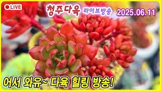 지금까지 몰랐던 라이브 방송 다육이 잘키우고 싶다면?  청다 라이브 방송 6월 11일