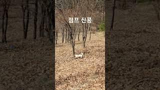 #점프 #점프신공 #점프하는강아지 #JUMP #절세미견