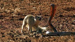 Mongoose vs Black Cobra,Ultimate wild Animal Encounter of two natural Rivals(Vehla larka)