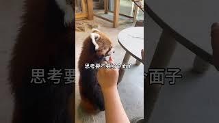 小熊猫：人类就这智商？ #小熊猫 #动物 #可爱到爆炸