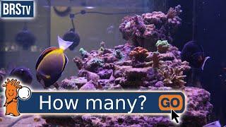 How Many Fish Can You Have In a Saltwater Tank?