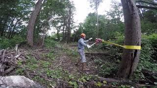 Falling A Leaning Tree With The More Power Puller