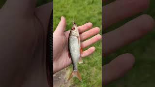 Фидер на малой реке #fishing #рыбалка #чебак #fish #shorts