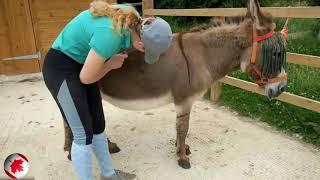 Step By Step Tricks Of Grooming A Donkey   A Girl and A Donkey